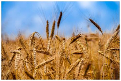 Pole pszenicy pod Olsztynekiem Anna Mystkowska-Plywaczewska